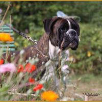 Jerico 21.08.16, 28 mois