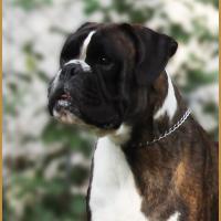 Jerico 26.08.17, 3 ans et demi 