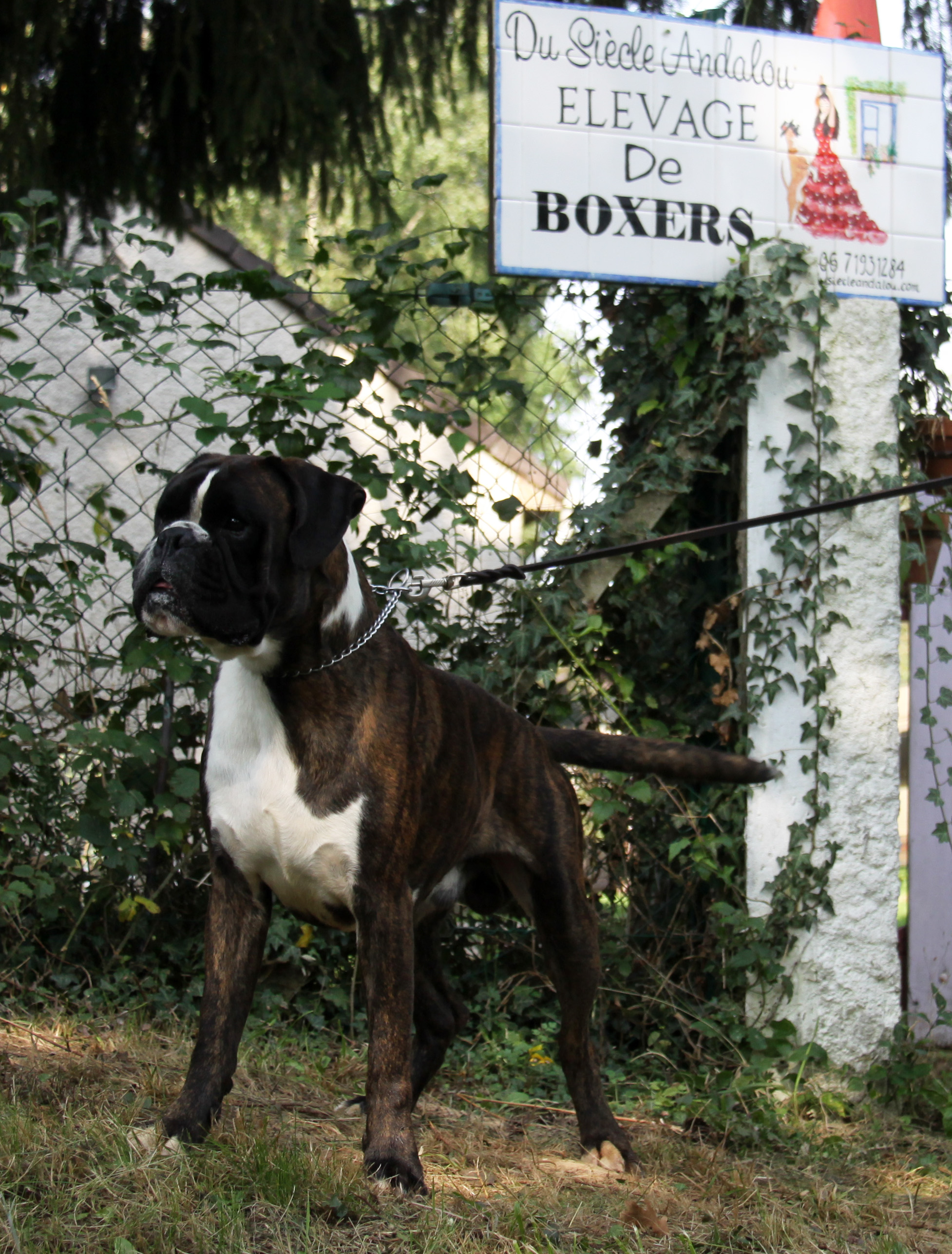 Jerico 26.08.17, 3 ans et demi 