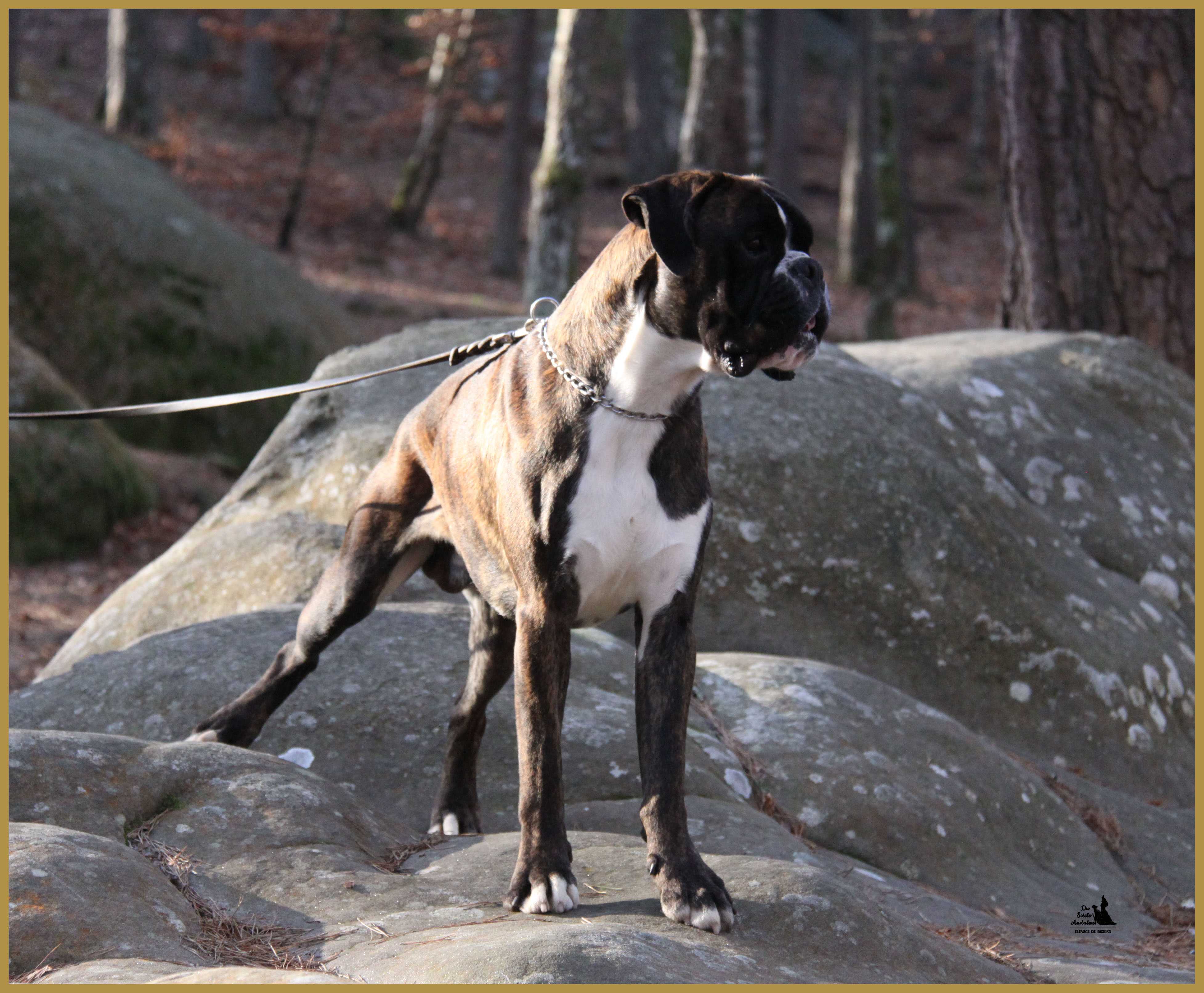 Jerico 26.12.15, 19 mois