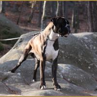 Jerico 26.12.15, 19 mois