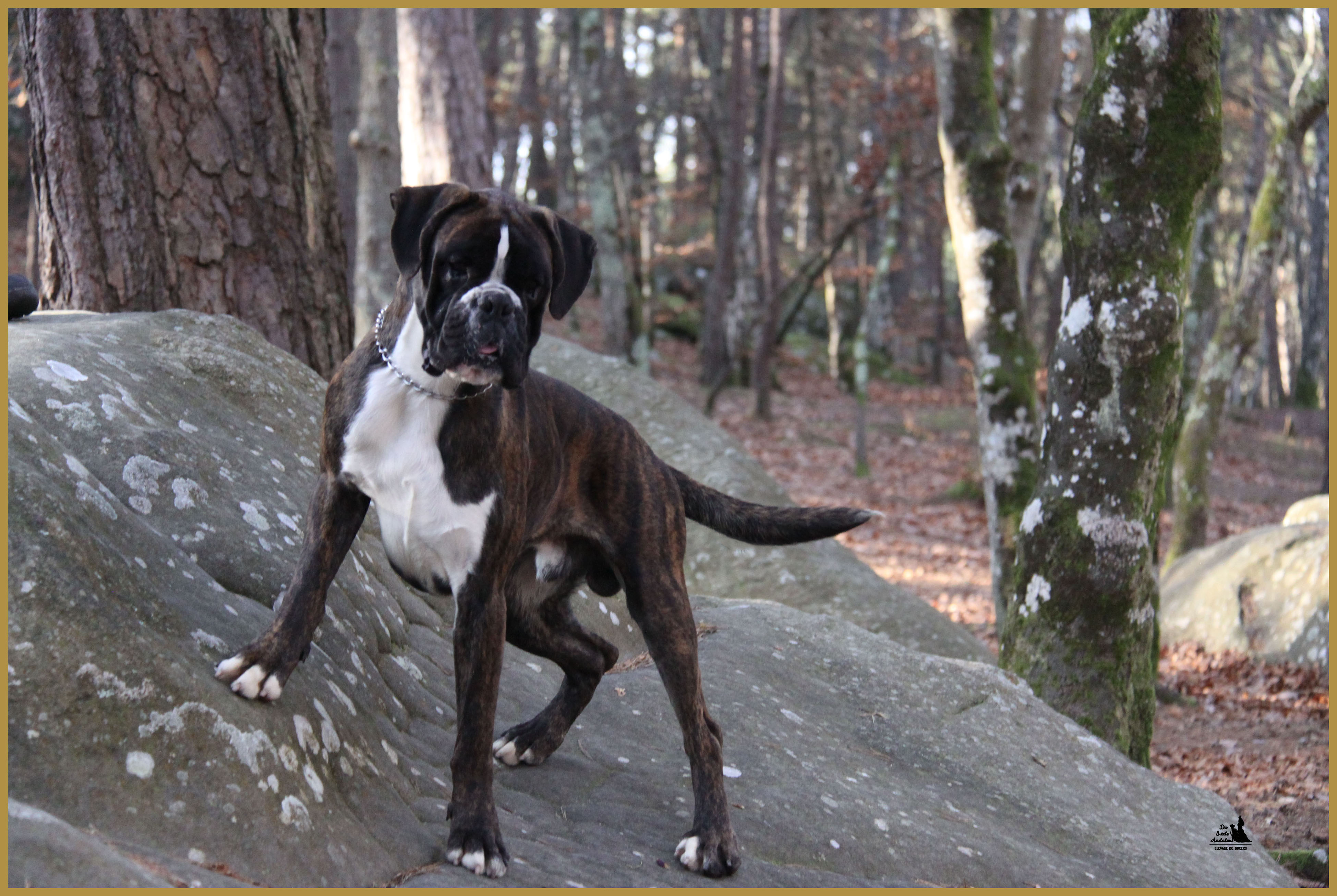 Jerico 26.12.15, 19 mois