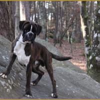 Jerico 26.12.15, 19 mois