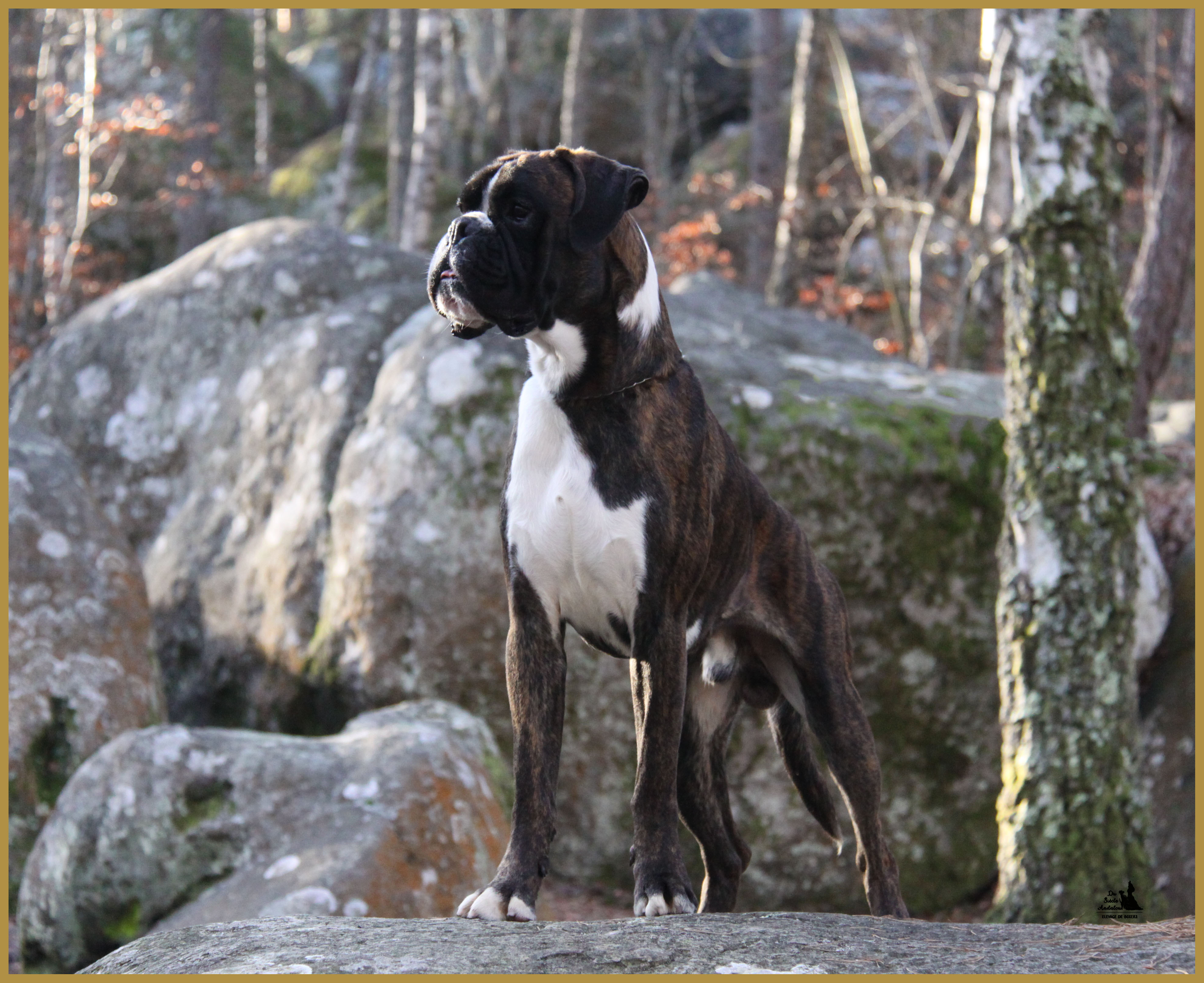 Jerico 26.12.15, 19 mois