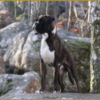 Jerico 26.12.15, 19 mois