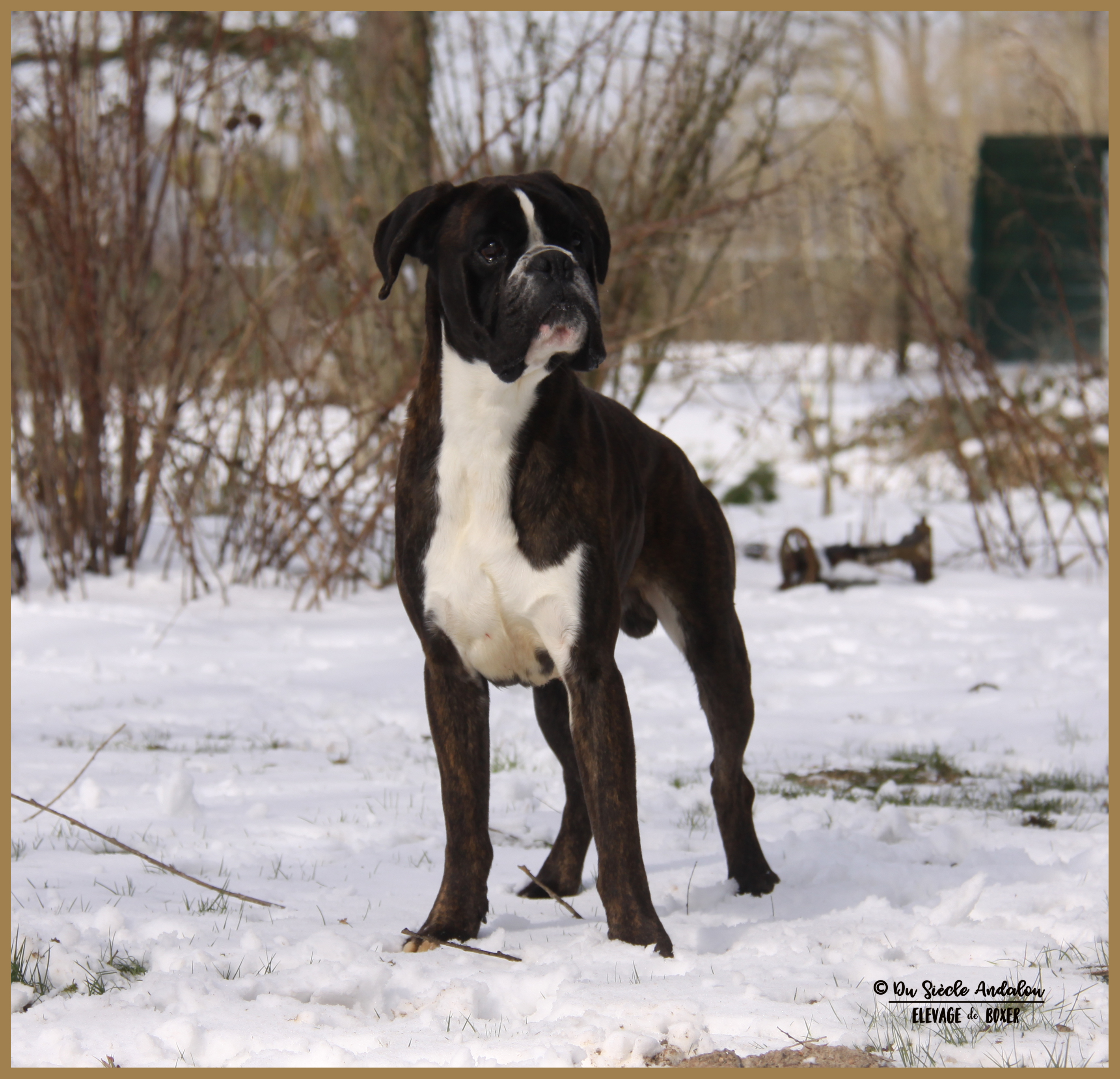 Jerico Neige 01.03.18 4 ans