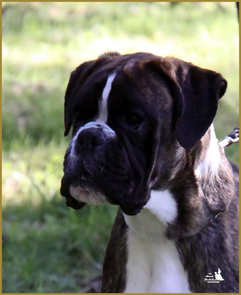 Jérico tête 23.04.15