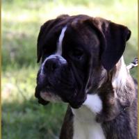 Jérico tête 23.04.15