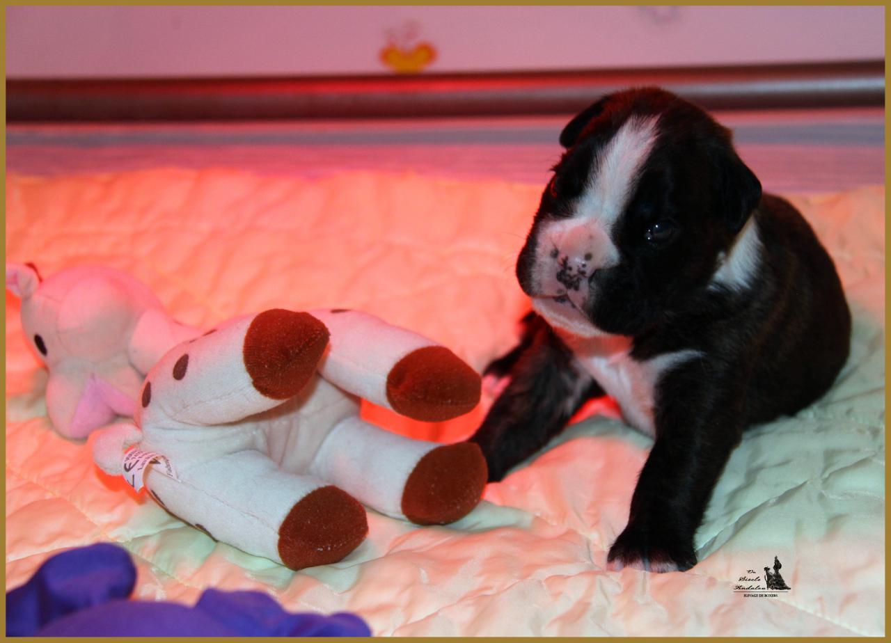 Jèrico Du Siècle Andalou / J-15 - Día 15