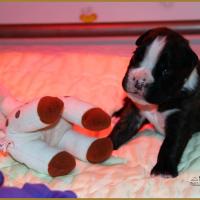 Jèrico Du Siècle Andalou / J-15 - Día 15