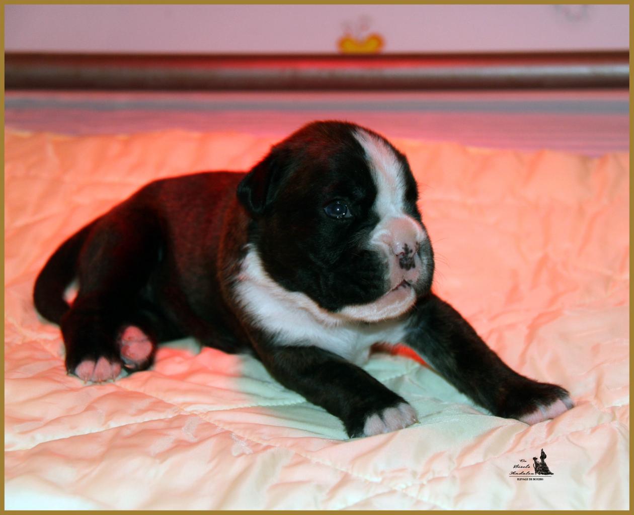 Jèrico Du Siècle Andalou / J-15 - Día 15