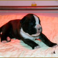 Jèrico Du Siècle Andalou / J-15 - Día 15