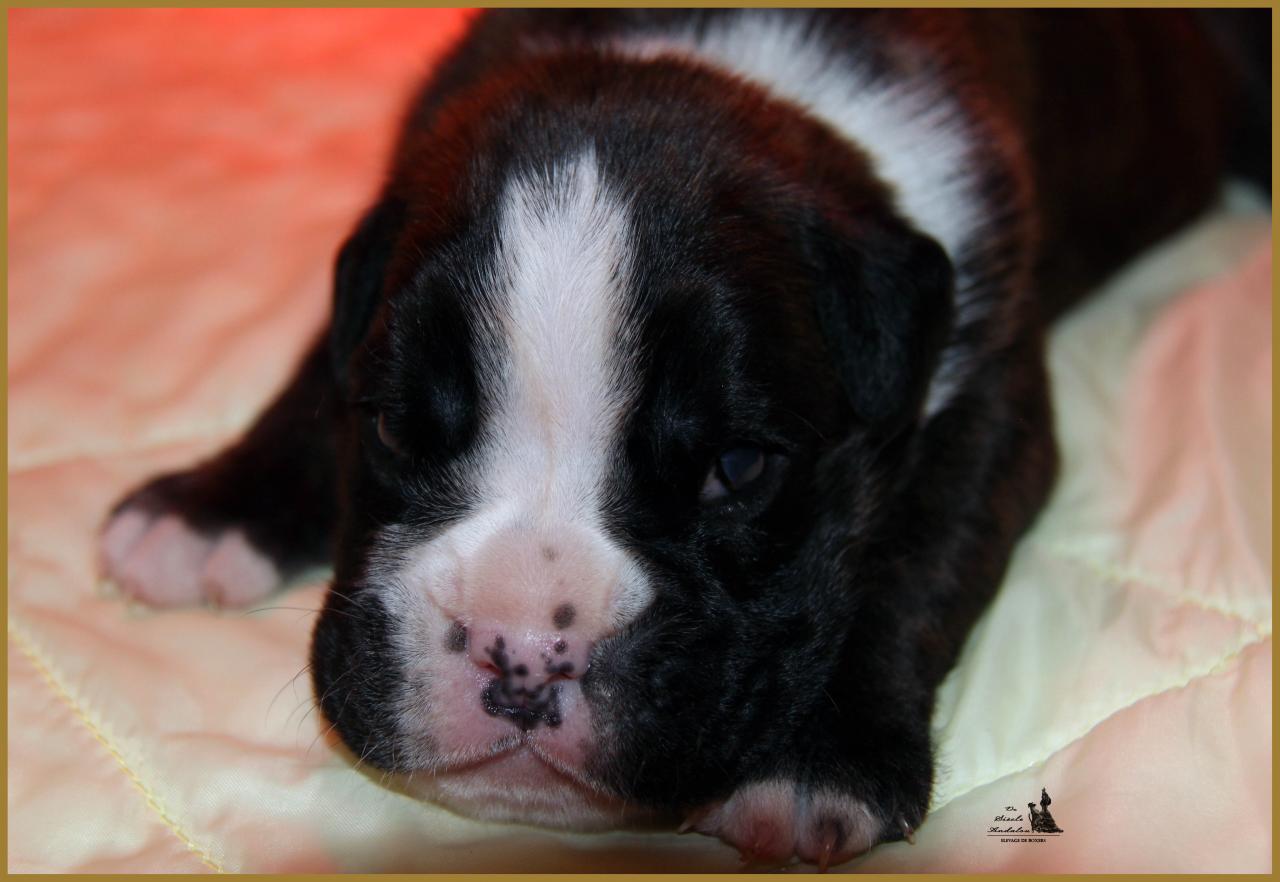 Jèrico Du Siècle Andalou / J-15 - Día 15