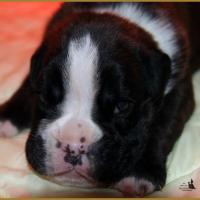 Jèrico Du Siècle Andalou / J-15 - Día 15