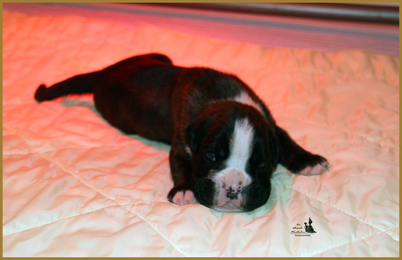 Jèrico Du Siècle Andalou / J-15 - Día 15