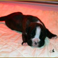 Jèrico Du Siècle Andalou / J-15 - Día 15