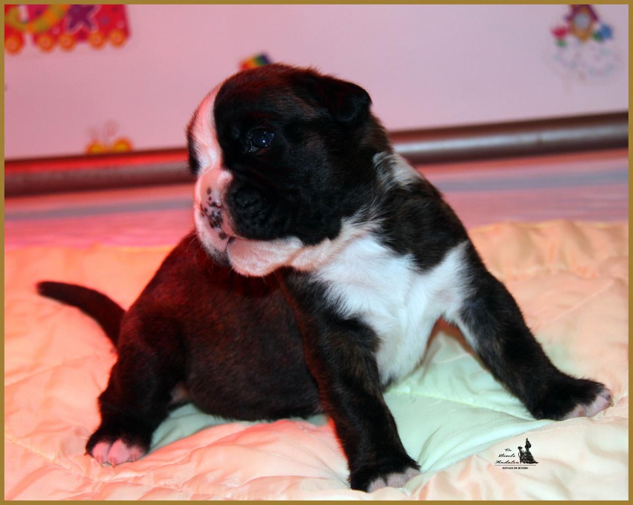 Jèrico Du Siècle Andalou / J-15 - Día 15