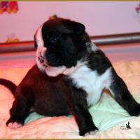 Jèrico Du Siècle Andalou / J-15 - Día 15