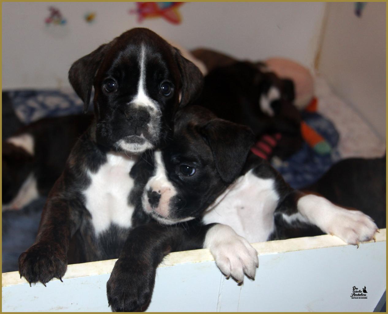 Jewel et Jorick 43-J