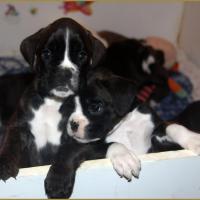 Jewel et Jorick 43-J