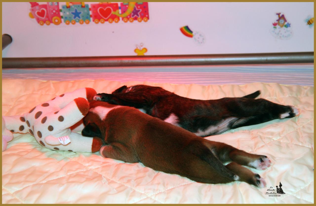 Bébés sur la tétine de Sophie la girafe, J-15