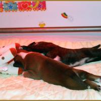 Bébés sur la tétine de Sophie la girafe, J-15