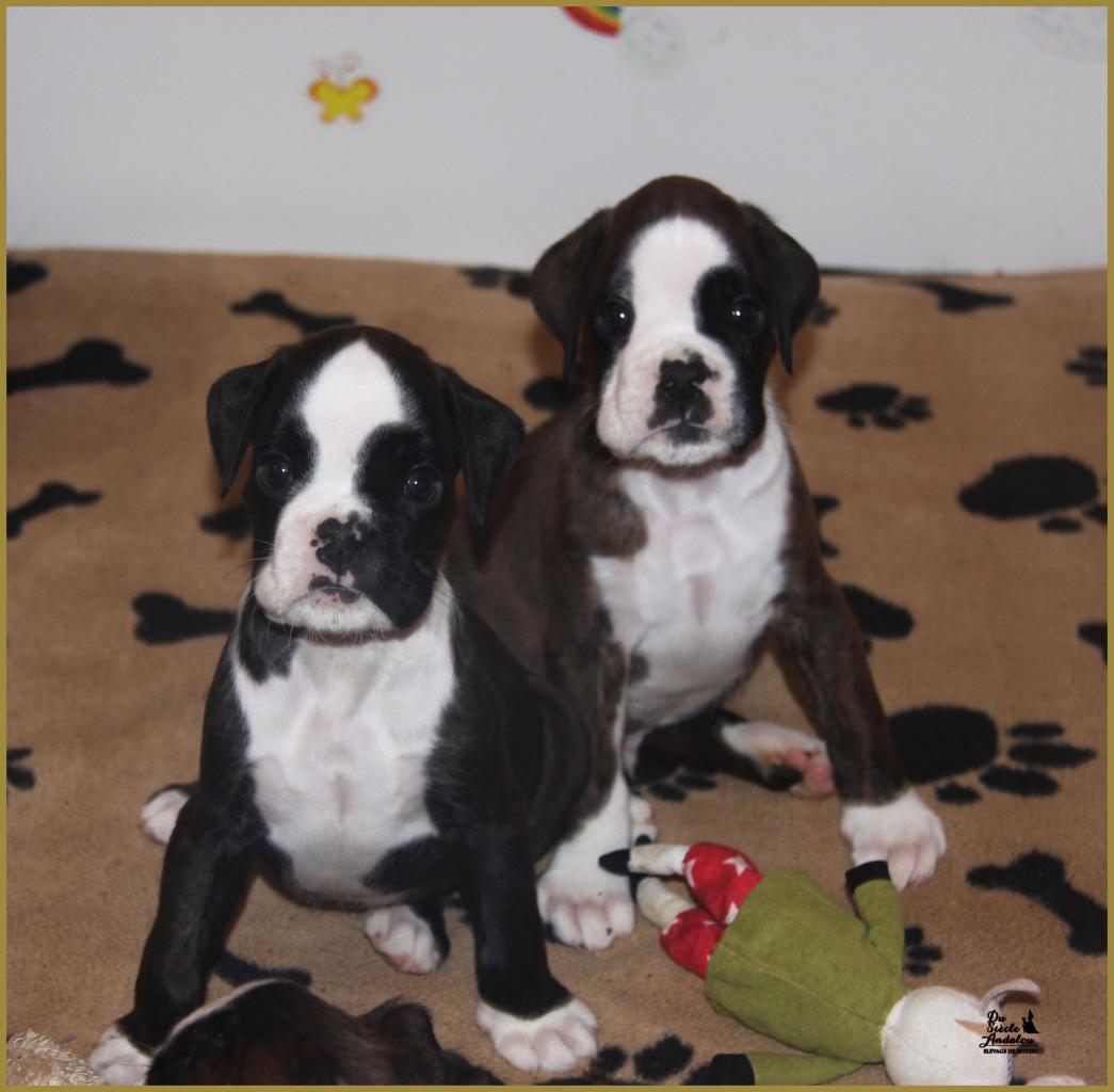 Jopline et Jimy 43-J