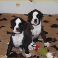 Jopline et Jimy 43-J