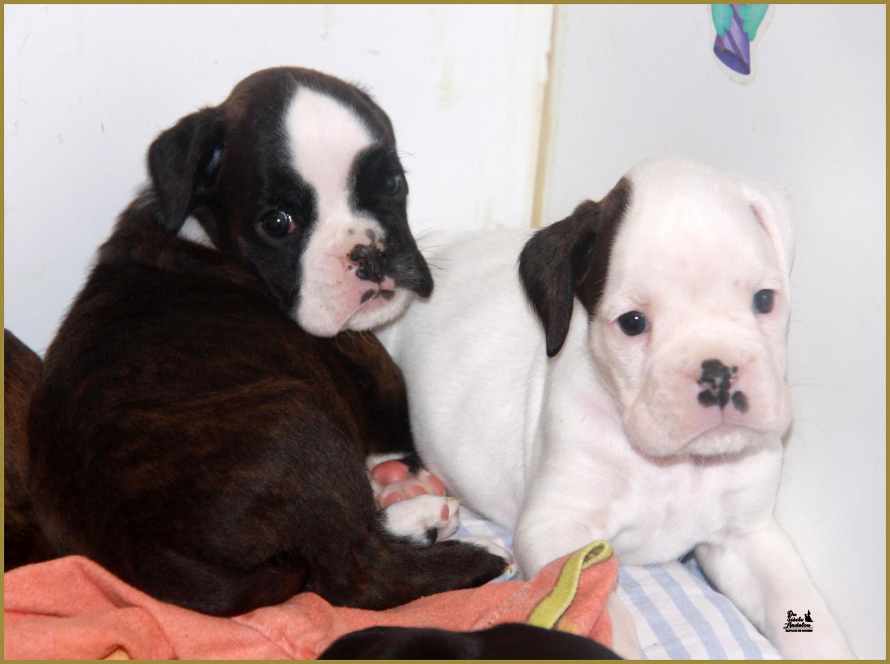 Jopline & Jazz  35-J