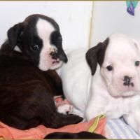 Jopline & Jazz  35-J