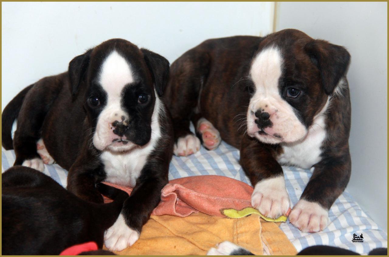 Jopline & Jelly Belly Candy, 35-J