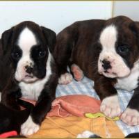 Jopline & Jelly Belly Candy, 35-J