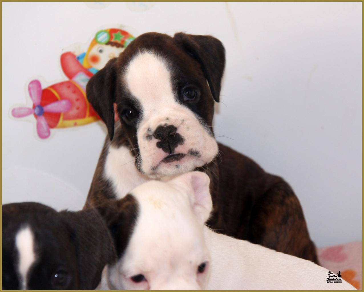 Jelly Belly Candy, 43-J