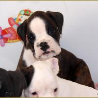 Jelly Belly Candy, 43-J