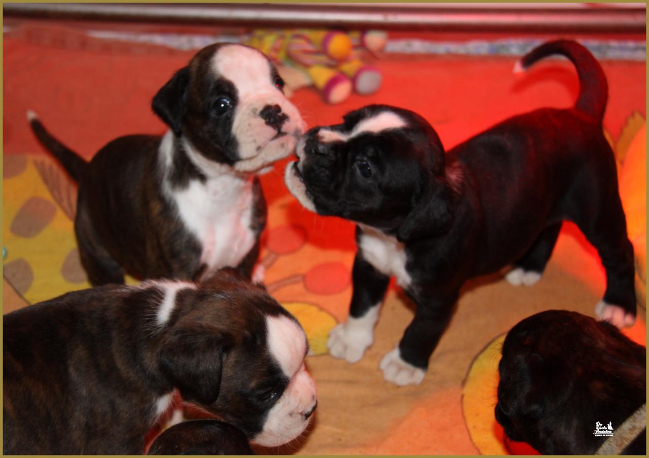 Jelly Belly Candy & Junes 30-J