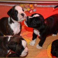 Jelly Belly Candy & Junes 30-J