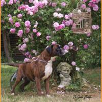 Juka du Siècle Andalou