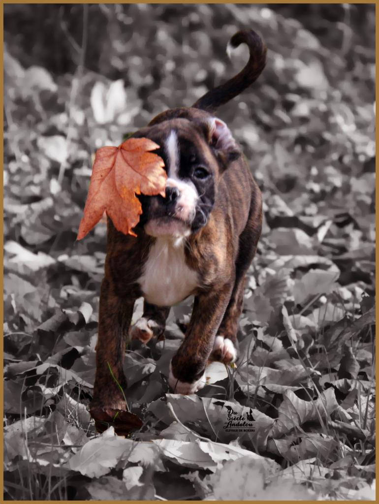 Juka automne 25.11.14