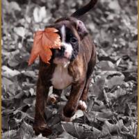 Juka automne 25.11.14