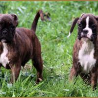 Juka et Jitano 28.11.14  