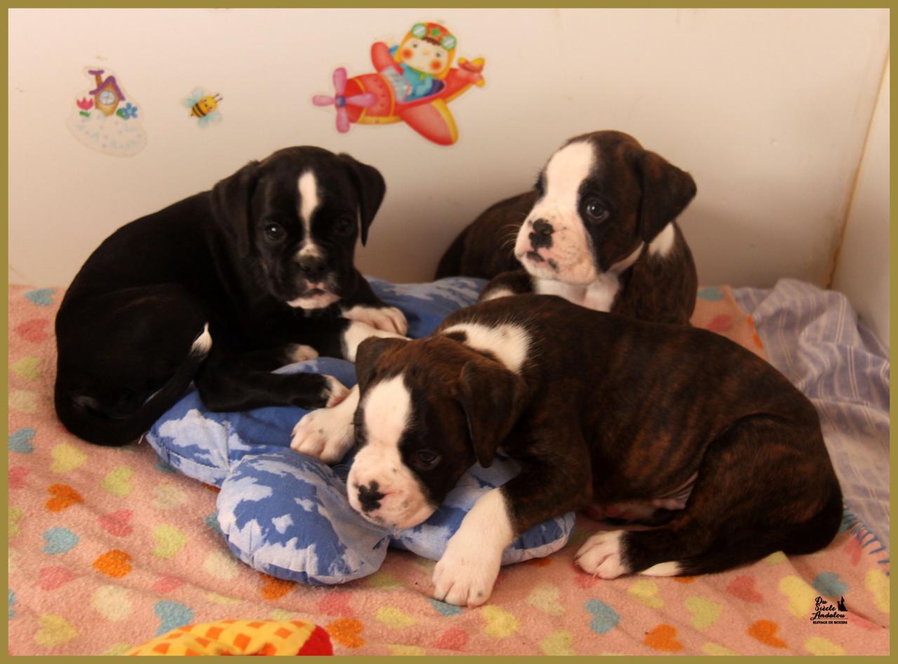 Junes, Jelly Belly Candy et Jepetto, 43-J