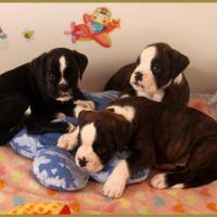 Junes, Jelly Belly Candy et Jepetto, 43-J