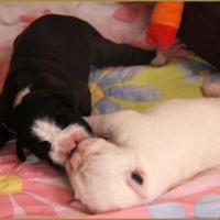 Bisous ! Linda & Lizzie 8-j