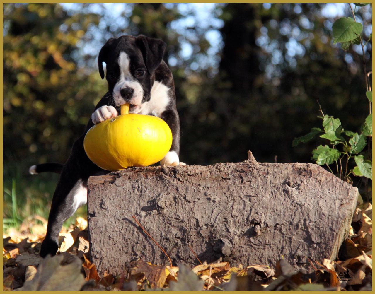  Lizzie, un jour d'automne  31.10.15