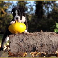  Lizzie, un jour d'automne  31.10.15