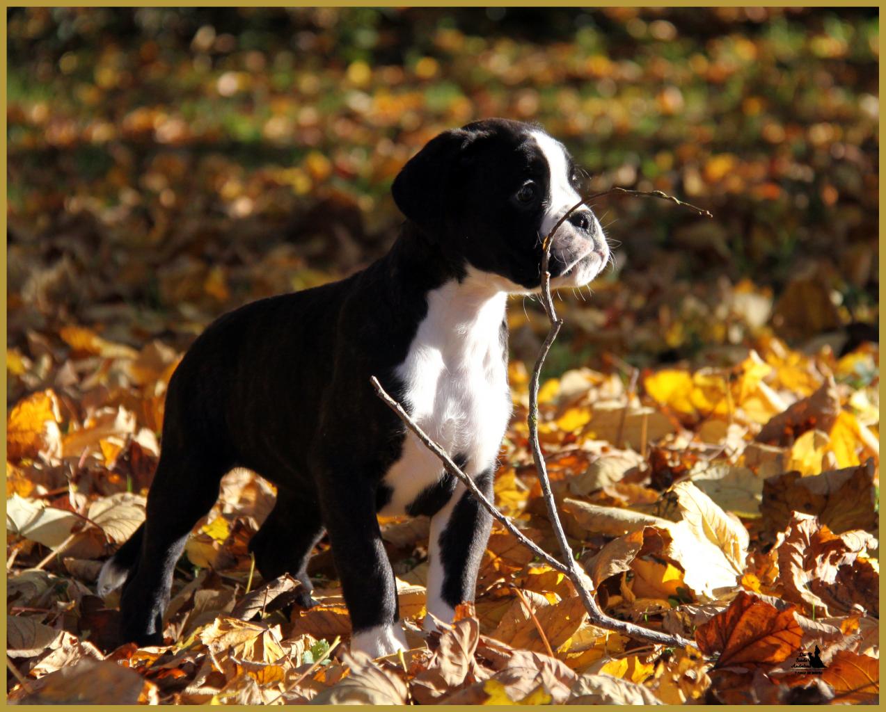  Lizzie, un jour d'automne  31.10.15