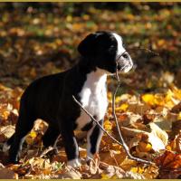  Lizzie, un jour d'automne  31.10.15