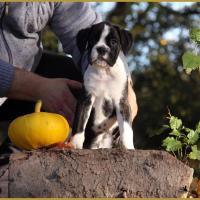  Lois, un jour d'automne  31.10.15