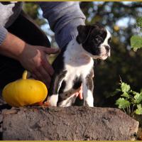  Lois, un jour d'automne  31.10.15