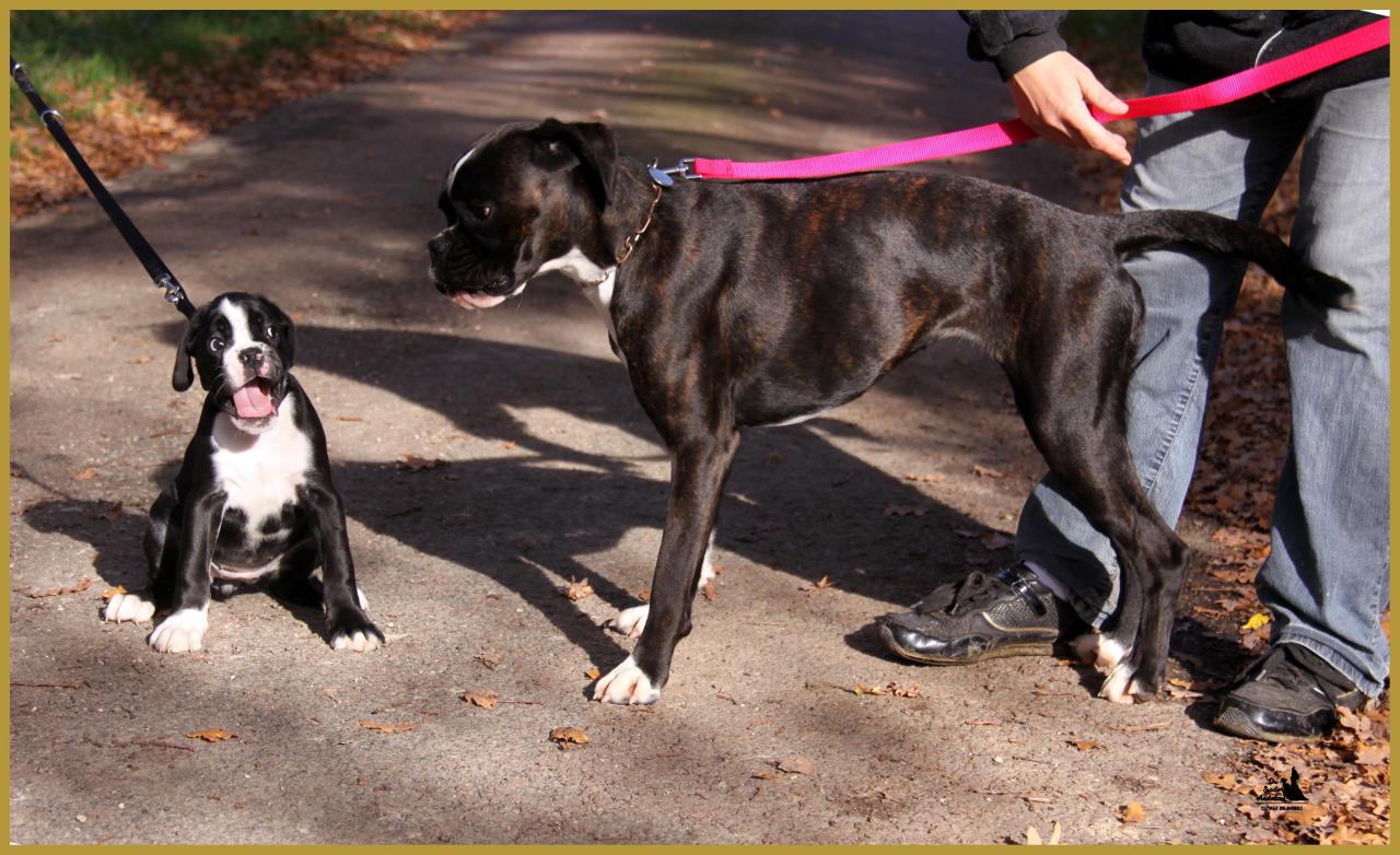 Lwillow et Junes,  départ 08.11.15